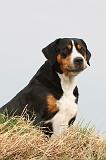GRAND BOUVIER SUISSE 081